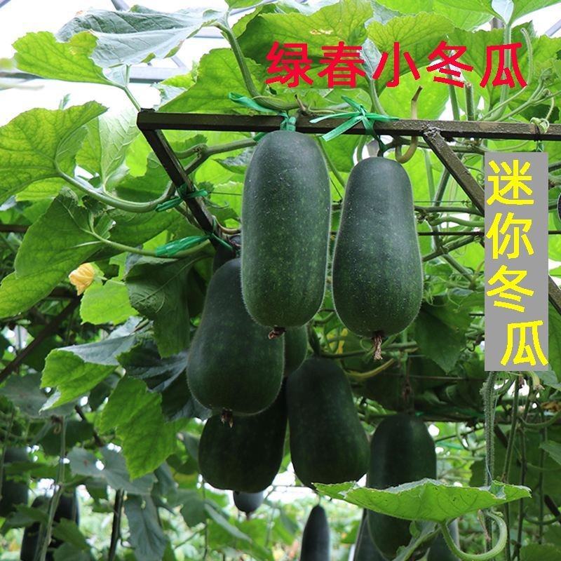 冬瓜苗小冬瓜苗绿春小冬瓜厂家直发一级壮苗发货方便破损包赔