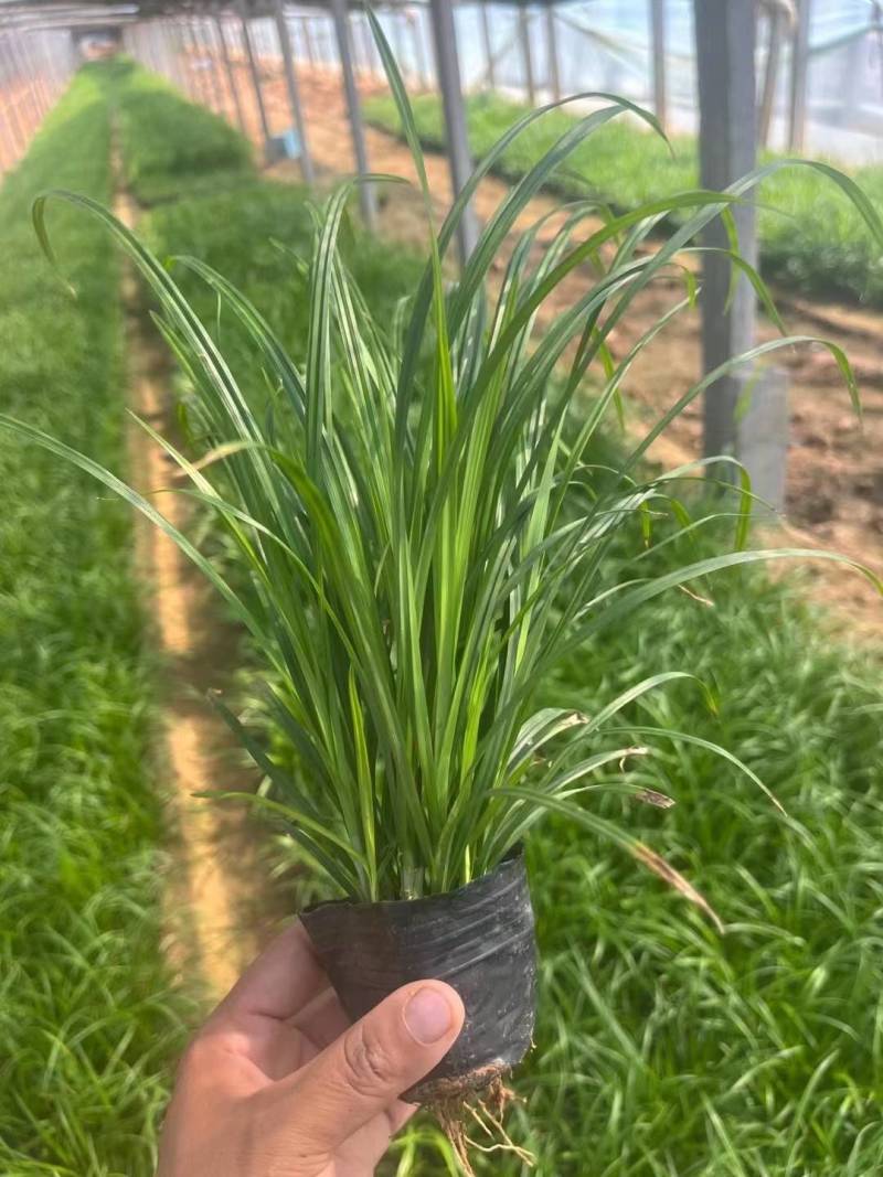 崂峪苔草山东崂峪苔草青州崂峪苔草崂峪苔草基地