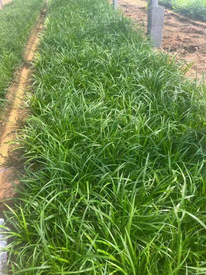 崂峪苔草山东崂峪苔草青州崂峪苔草崂峪苔草基地