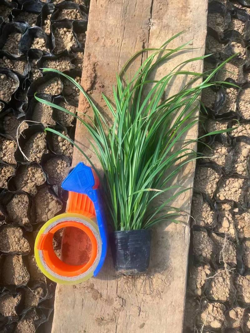 崂峪苔草山东崂峪苔草青州崂峪苔草崂峪苔草基地