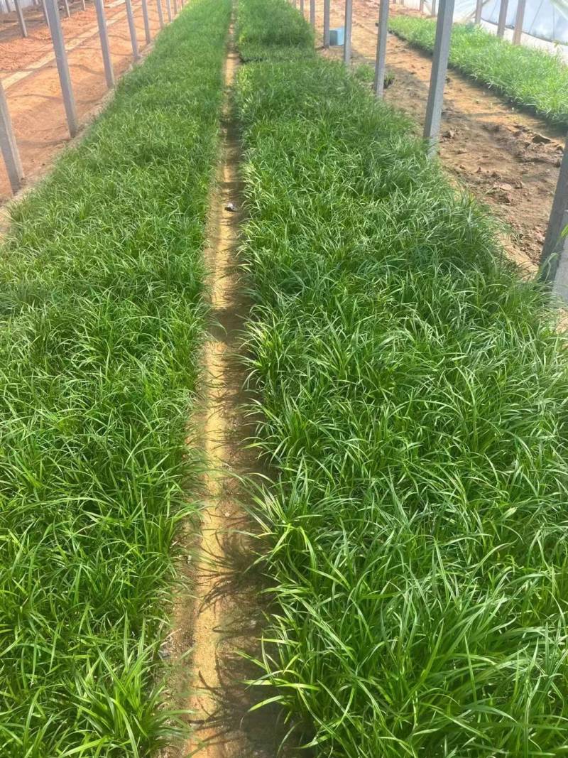 崂峪苔草山东崂峪苔草青州崂峪苔草崂峪苔草基地
