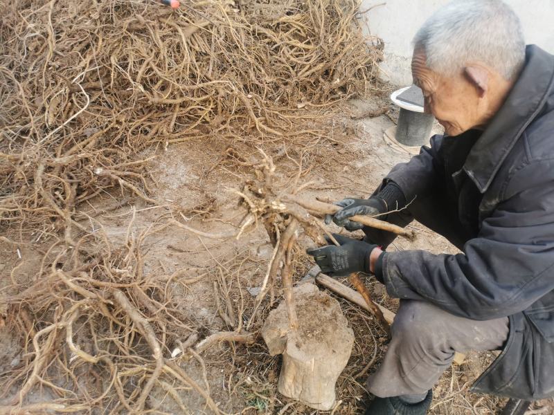 道地中药材苦参片河南卢氏产地直发常年供货随时联系