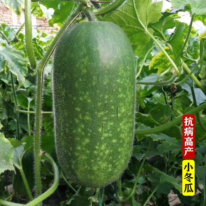 冬瓜苗小冬瓜苗绿春小冬瓜厂家直发一级壮苗发货方便破损包赔