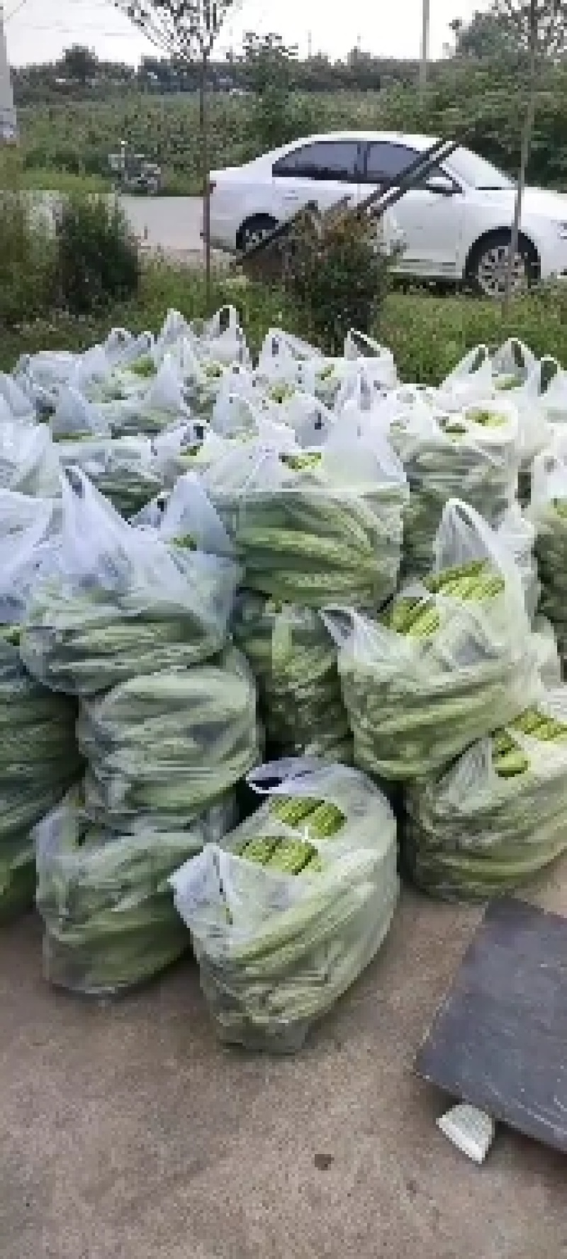 精品苦瓜，质优价廉