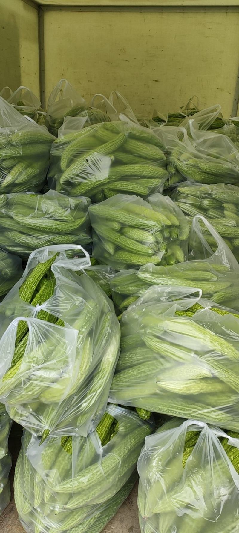 精品苦瓜，质优价廉