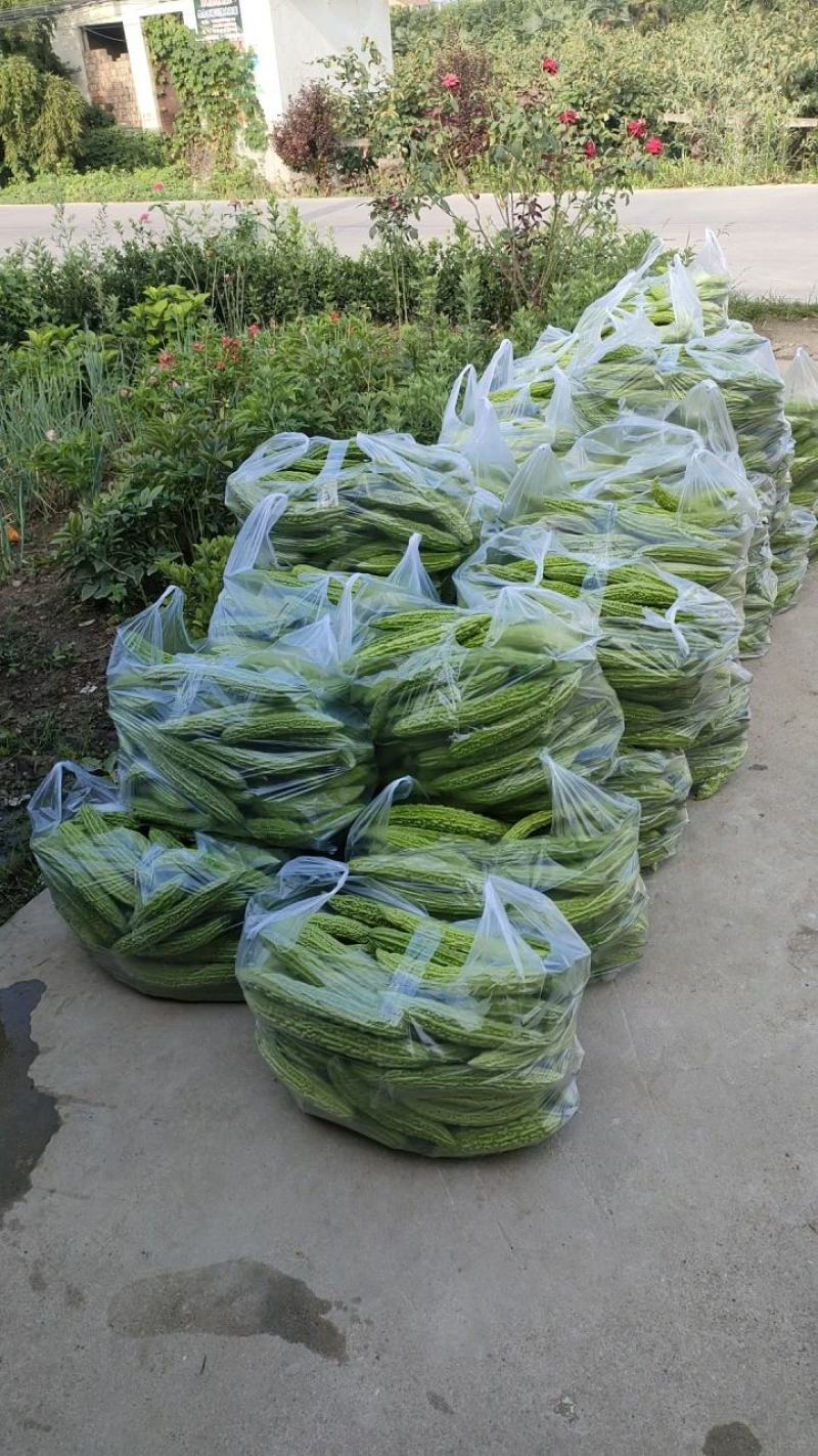 精品苦瓜，质优价廉