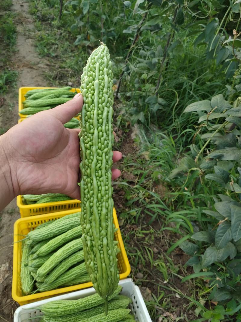 精品苦瓜，质优价廉