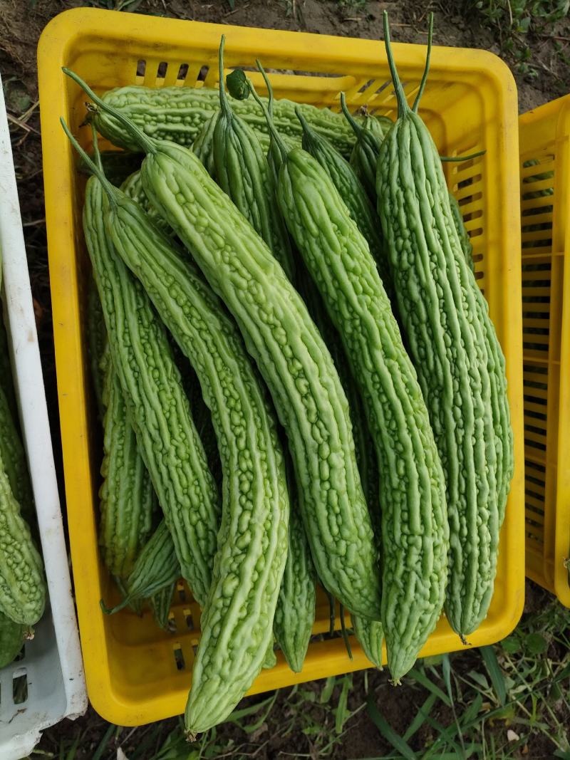 精品苦瓜，质优价廉
