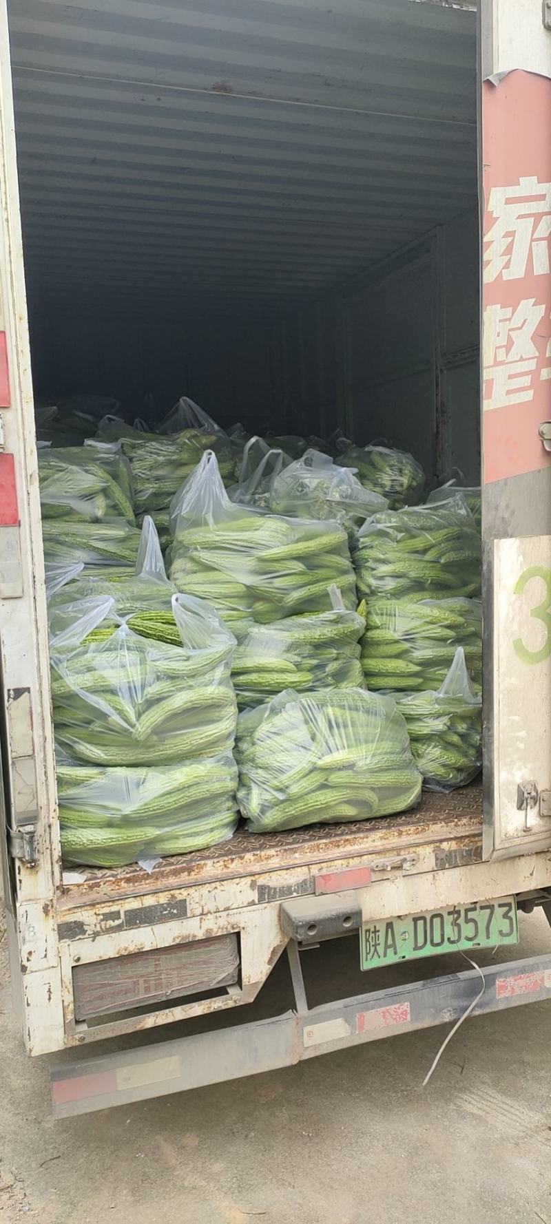精品苦瓜，质优价廉