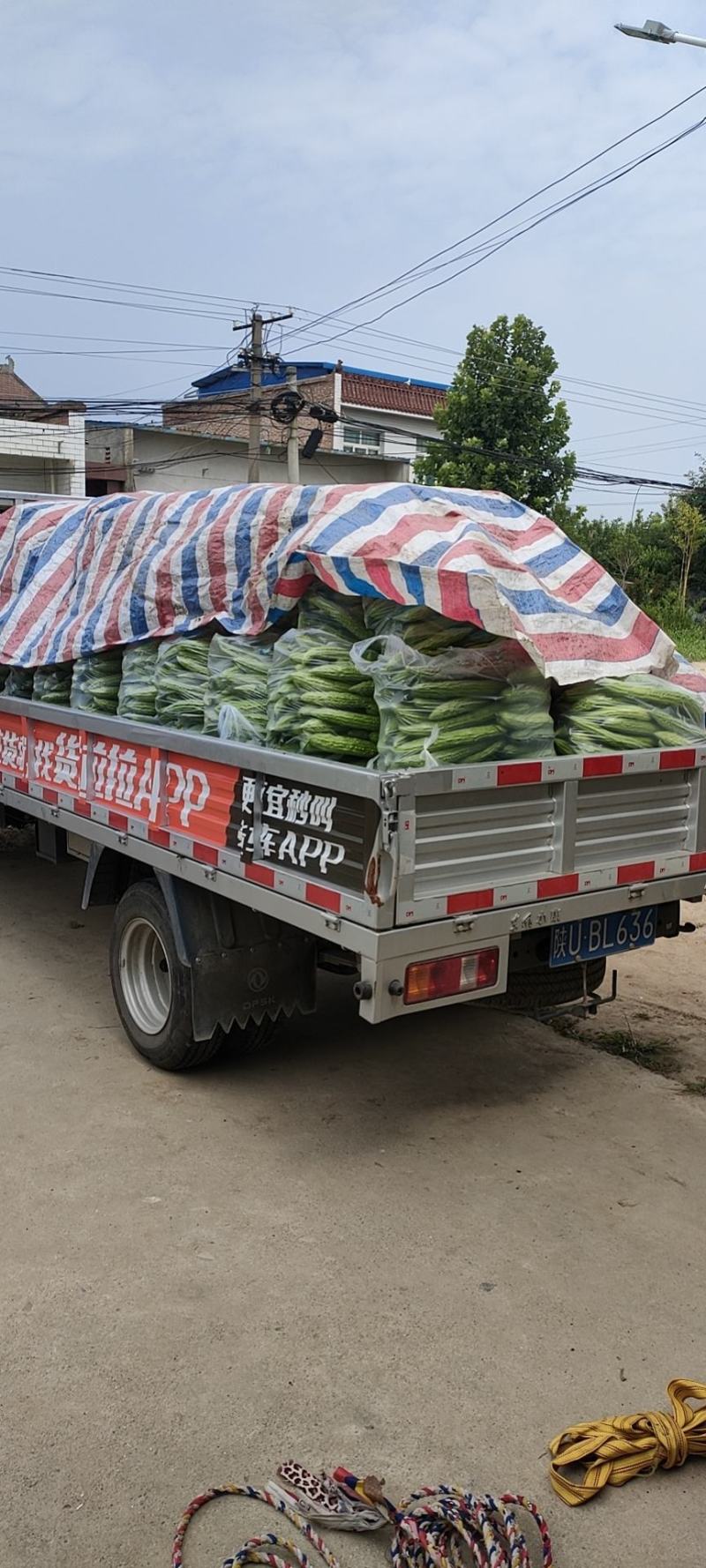 精品苦瓜，质优价廉