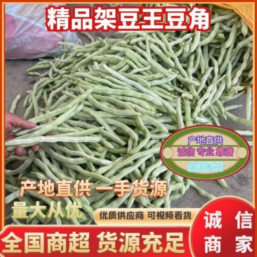 绥中精品架豆王豆角货源充足质量保证供全国电商批发商