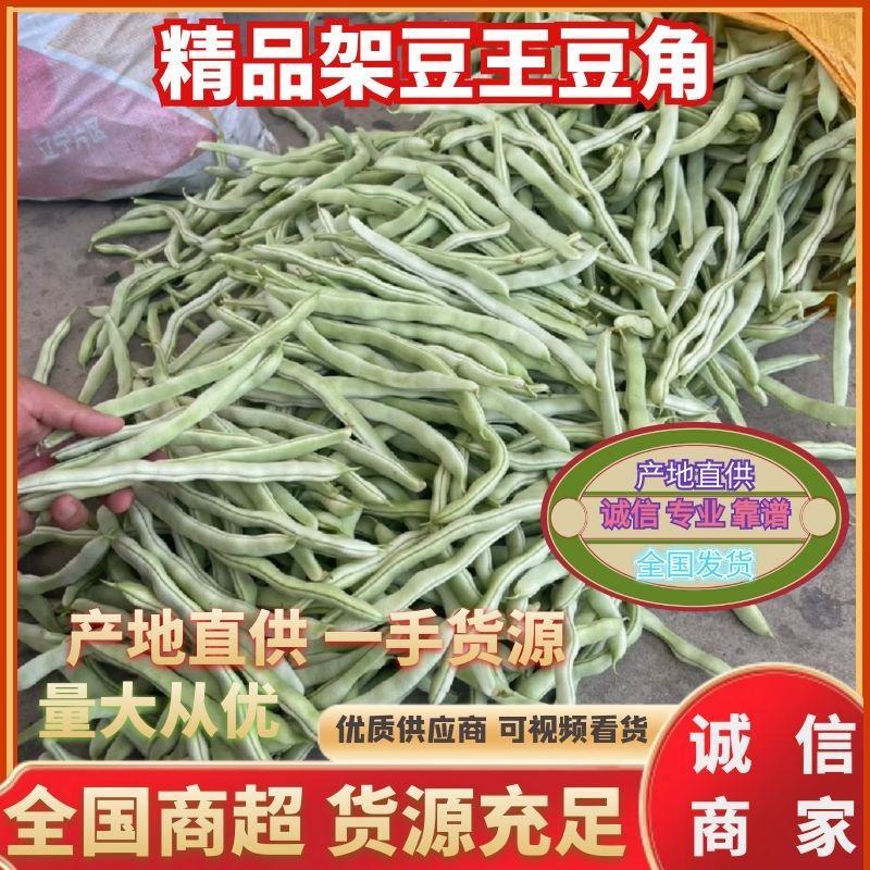 绥中精品架豆王豆角货源充足质量保证供全国电商批发商