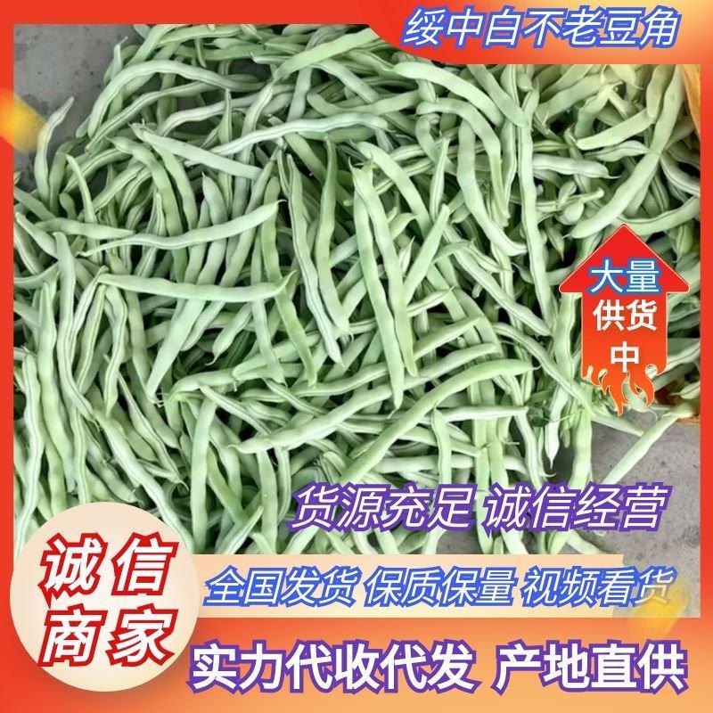 绥中精品白不老豆角产地直供量大从优全国发货供电商
