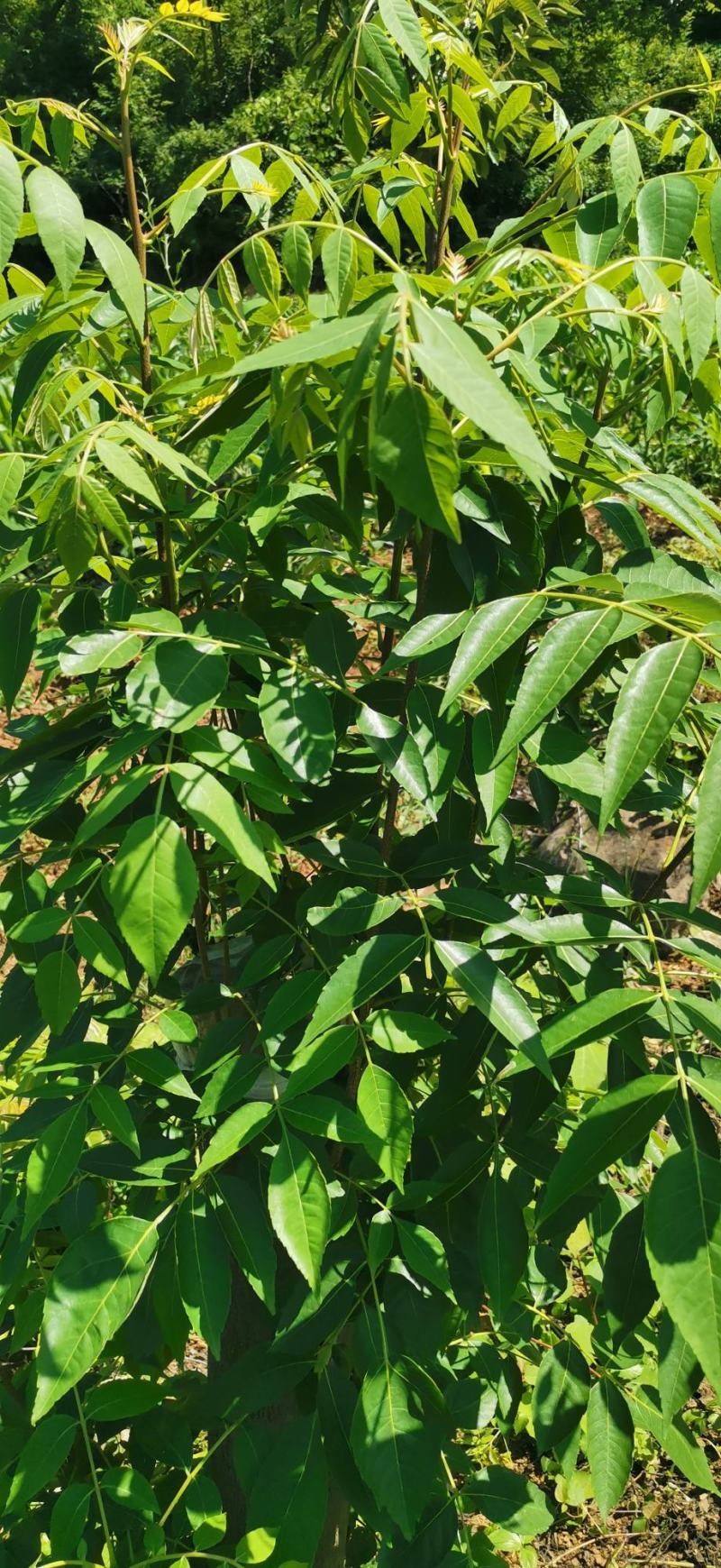 药用苦木，苦木，订单式种植回收