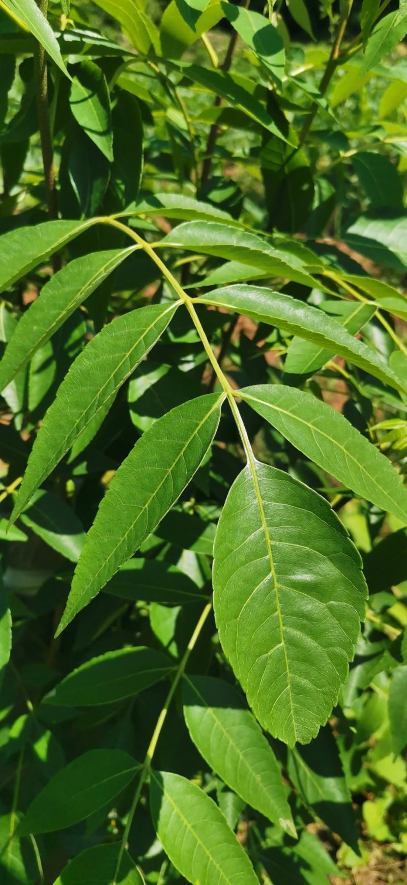 药用苦木，苦木，订单式种植回收