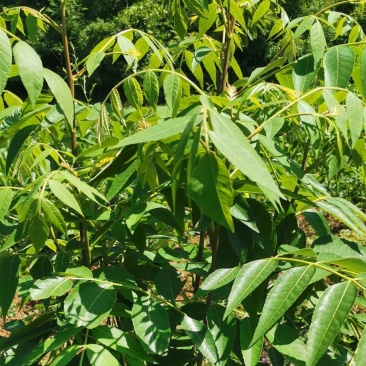 药用苦木，苦木，订单式种植回收