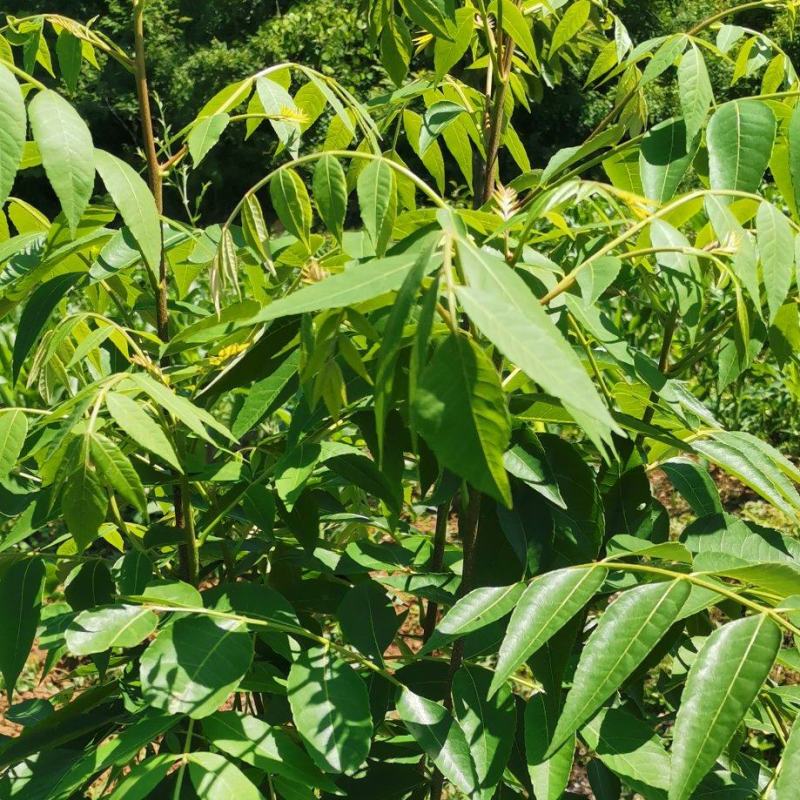 药用苦木，苦木，订单式种植回收