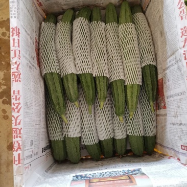 丝瓜