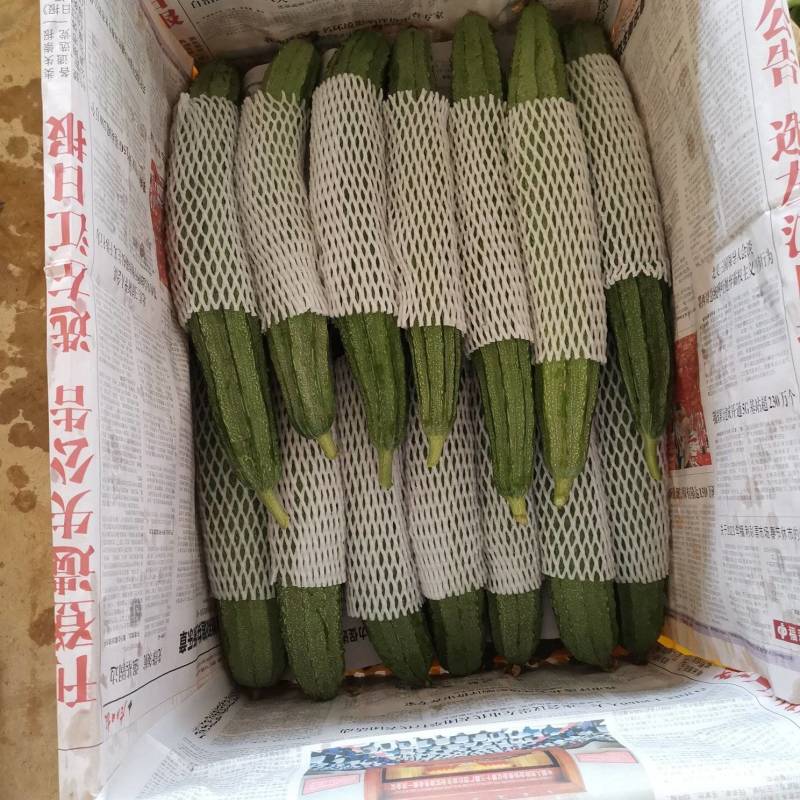 丝瓜