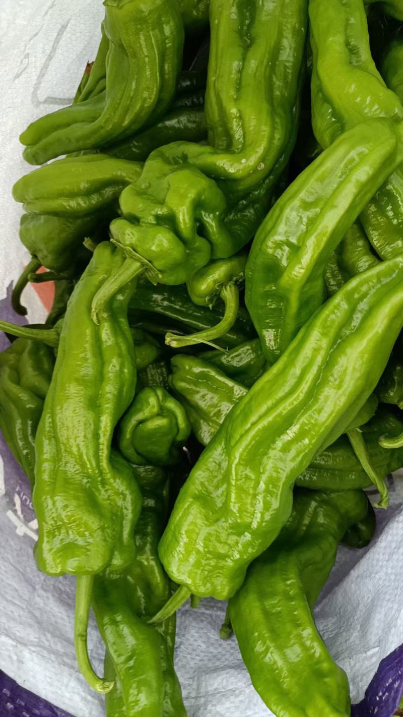 薄皮椒/安徽大棚薄皮泡椒货源充足代收代发全国市场