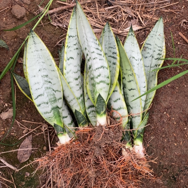 白金虎皮兰