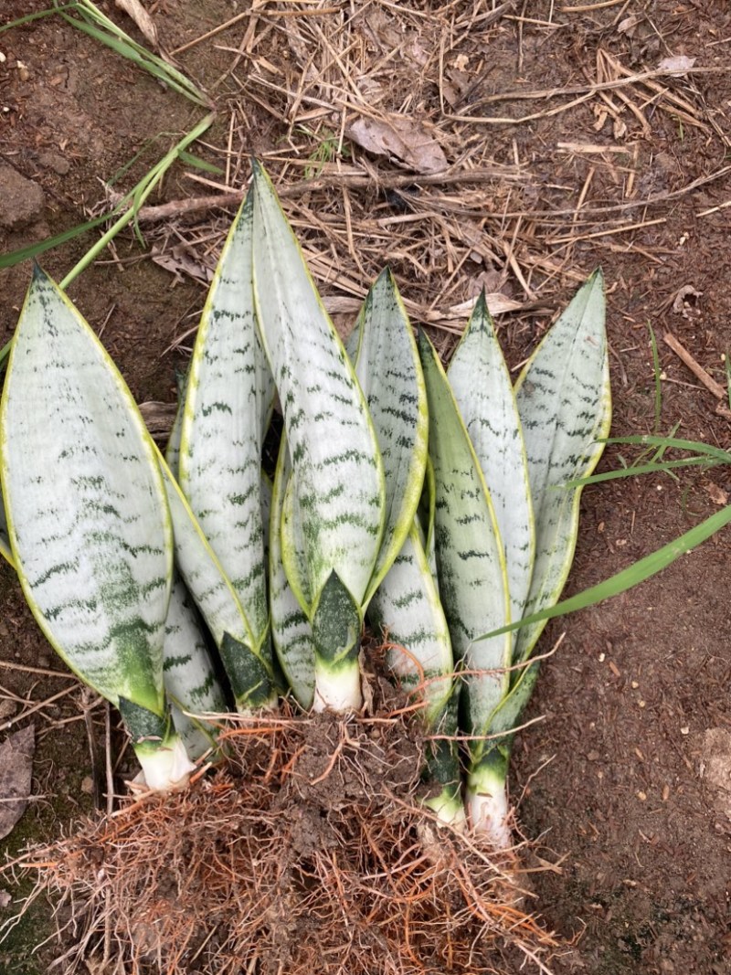 白金虎皮兰