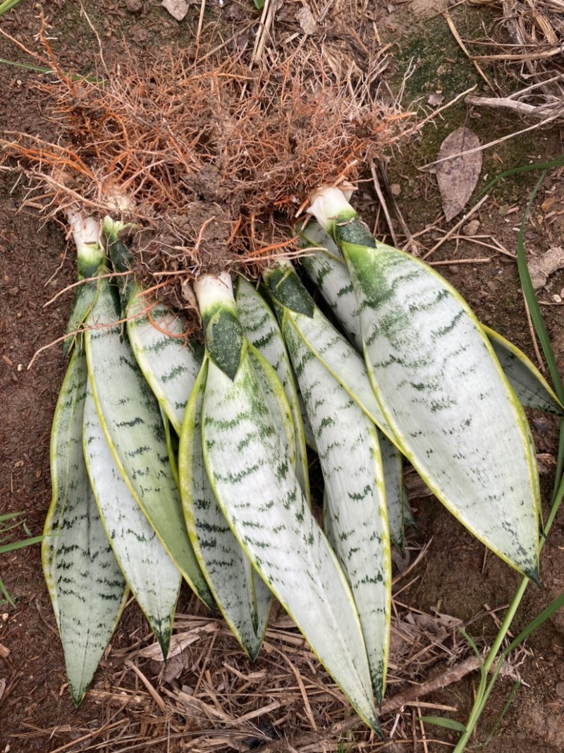 白金虎皮兰