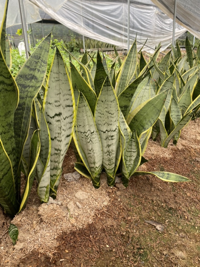 白金虎皮兰