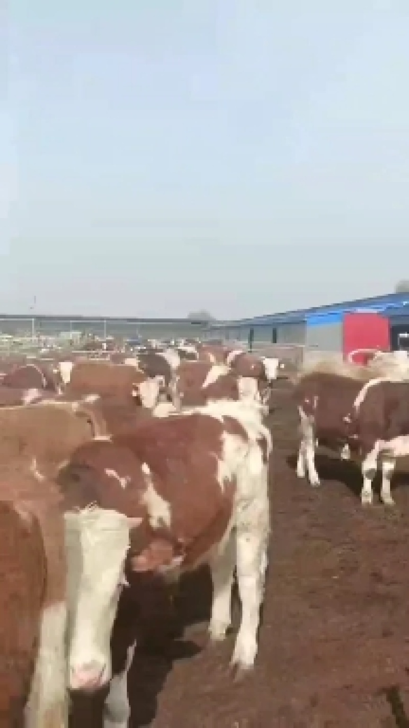 西门塔尔牛自家养殖对接全国技术指导疫苗齐全