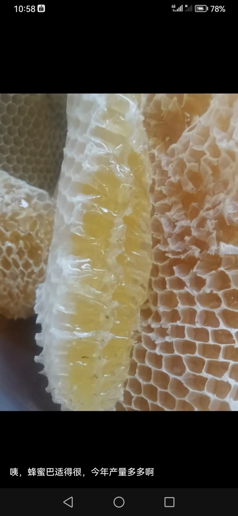 阿坝州高原百花蜂蜜品质好，欢迎采购