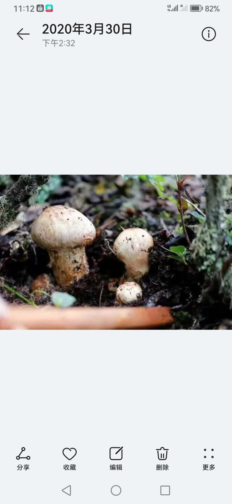 诚信经营阿坝州各类土特产野生菌松茸，野菜欢迎采购