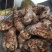 诚信经营阿坝州各类土特产野生菌松茸，野菜欢迎采购