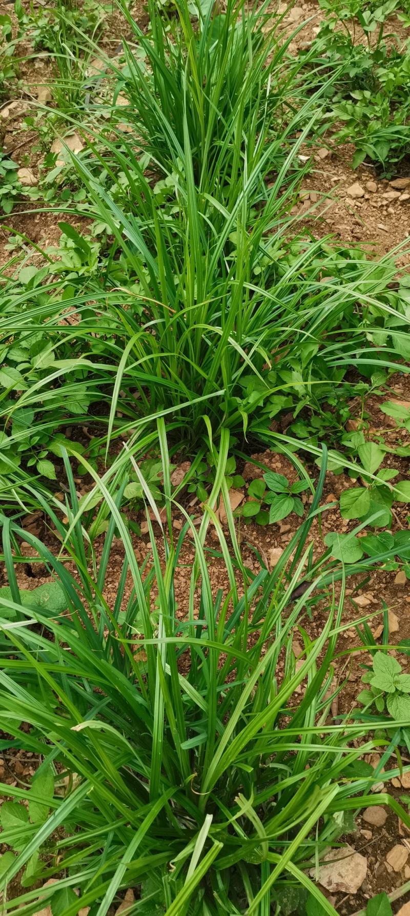 精品新货油莎豆油沙豆虎坚果地下核桃长果长粒品种