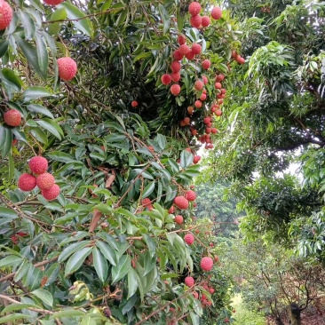 广东高州桂味荔枝