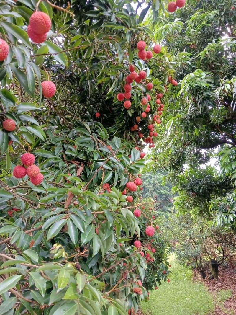 广东高州桂味荔枝