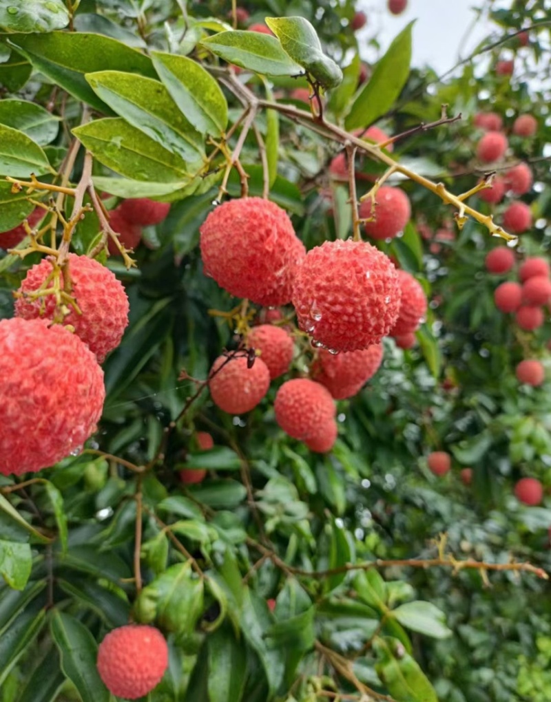 广东高州桂味荔枝