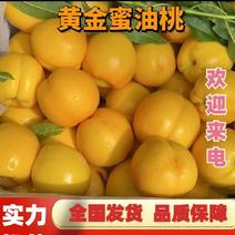 【精品推荐】精品黄金油桃上市，蒙阴县特产，可以一件代发！