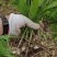 紫花三叉大白芨三年露天大苗现取现取