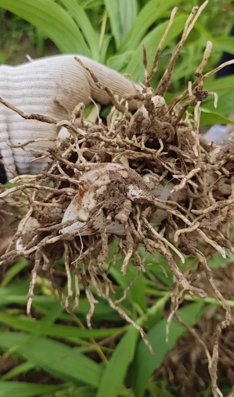 紫花三叉大白芨三年露天大苗现取现取