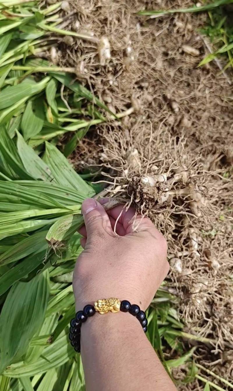 紫花三叉大白芨三年露天大苗现取现取