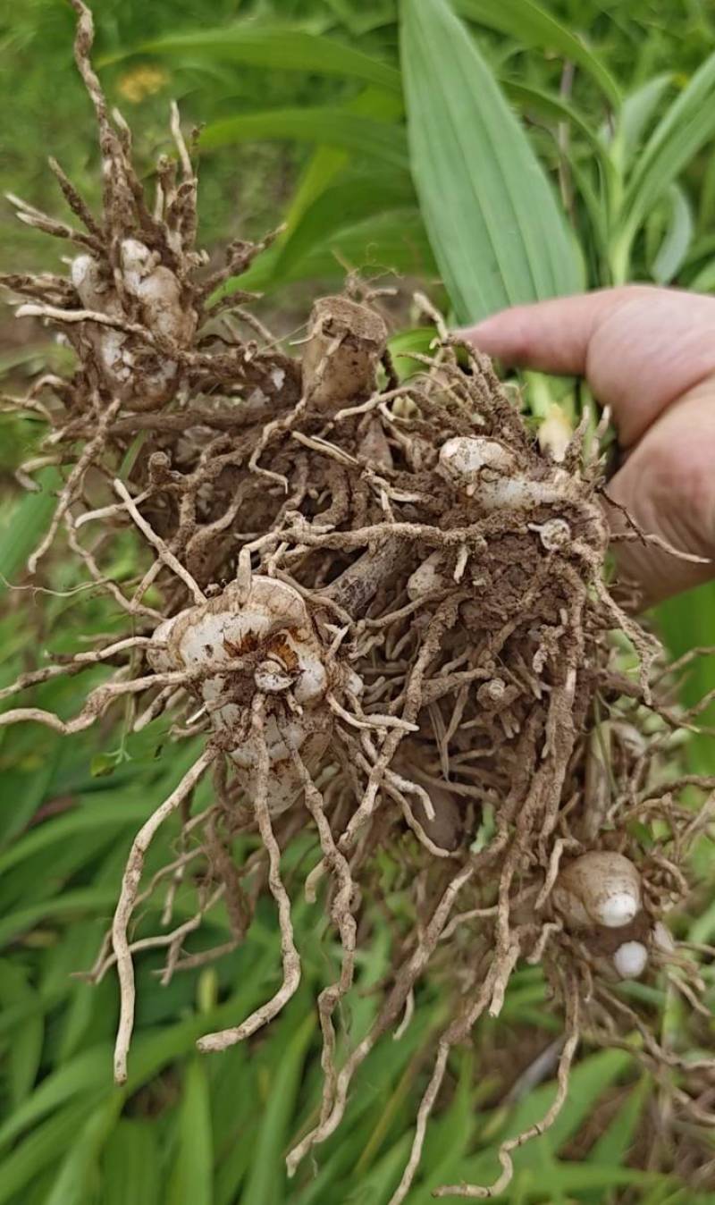 紫花三叉大白芨三年露天大苗现取现取