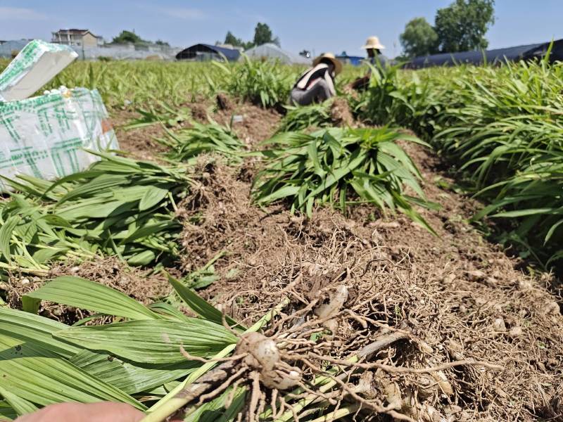 紫花三叉大白芨三年露天大苗现取现取