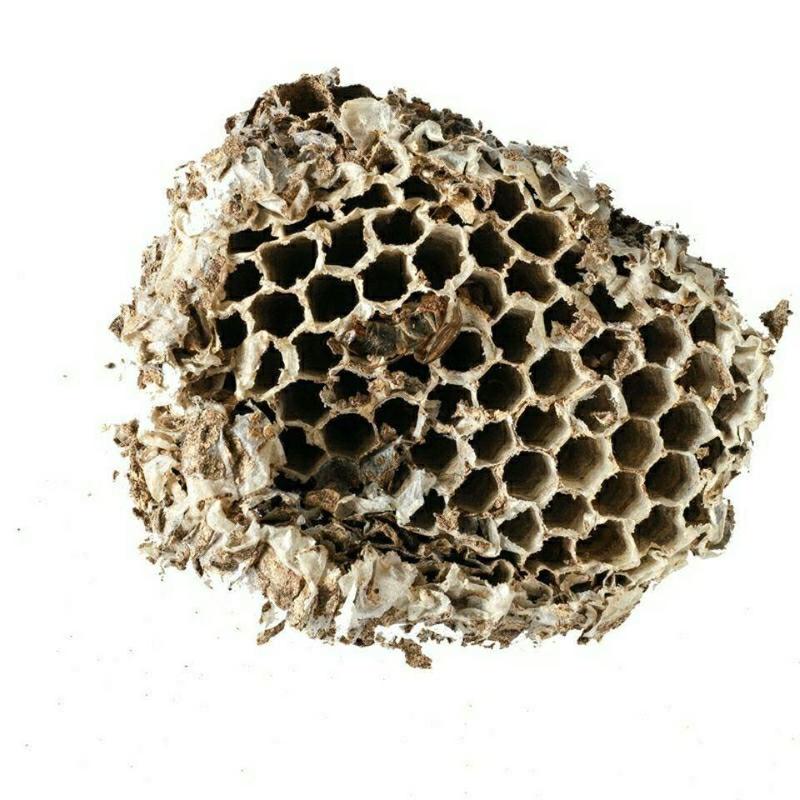 云南野生中药材蜂房胡蜂巢马蜂窝露蜂房硬蜂房块