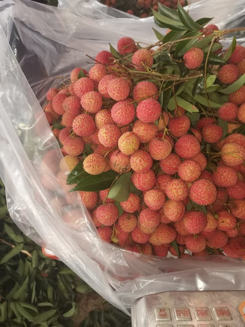 荔枝桂味