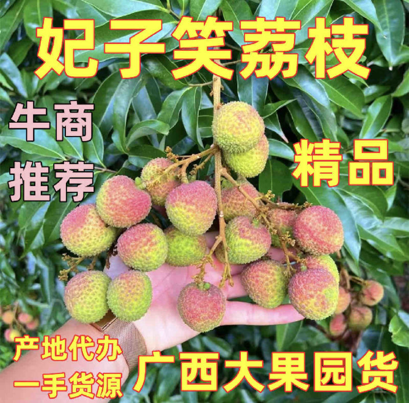 产地代办妃子笑荔枝广西荔枝小核妃子笑荔枝新鲜荔枝