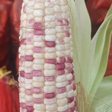 芜湖玉米