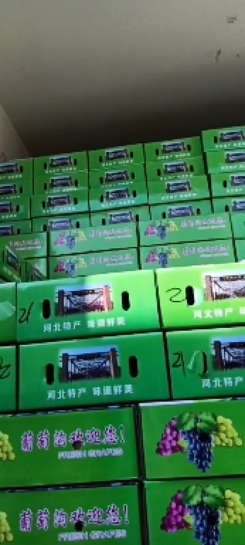 玫瑰香葡萄，昌黎无籽玫瑰产地直发，团购社区电商团长直采货