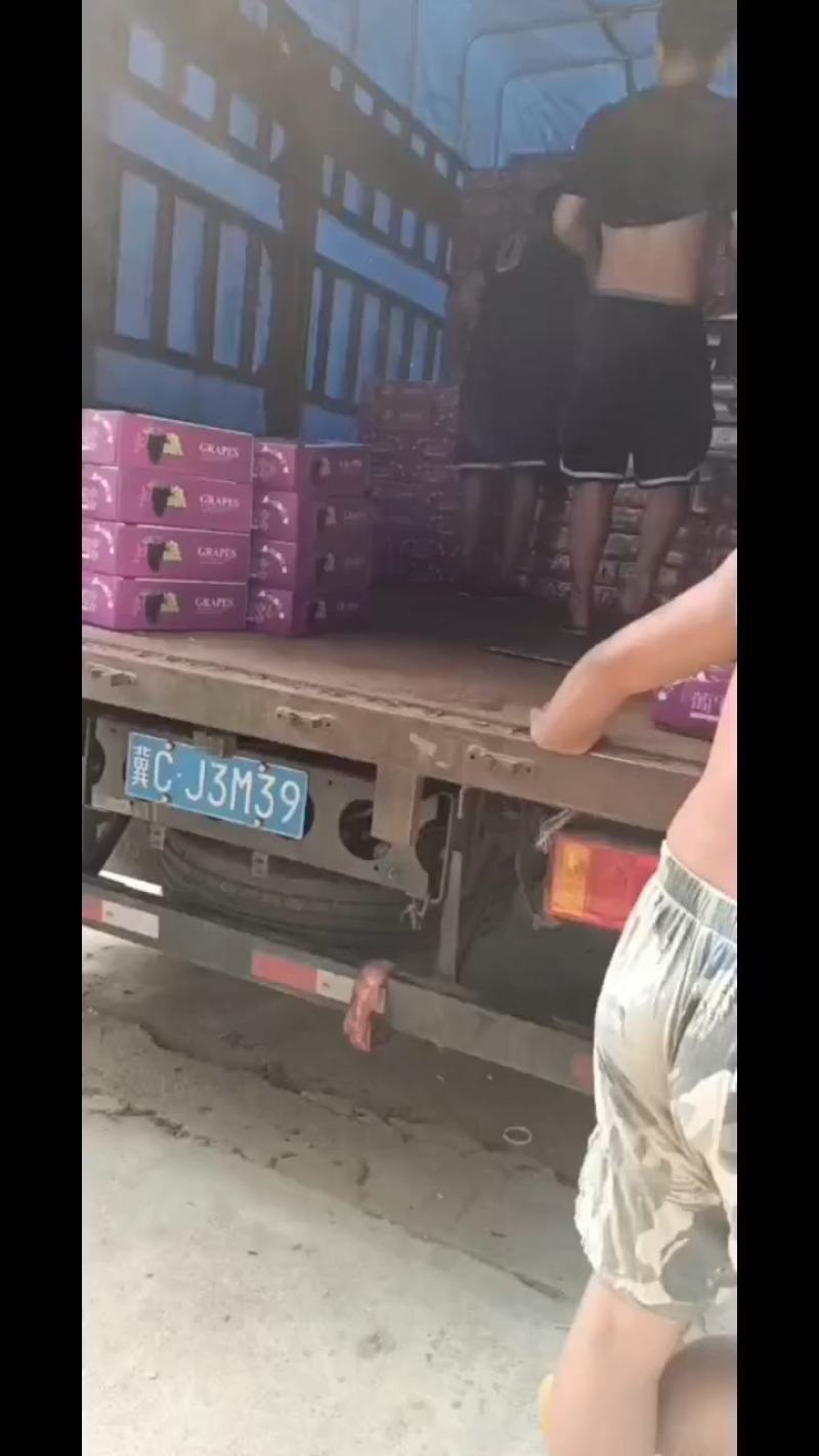 玫瑰香葡萄，昌黎无籽玫瑰产地直发，团购社区电商团长直采货