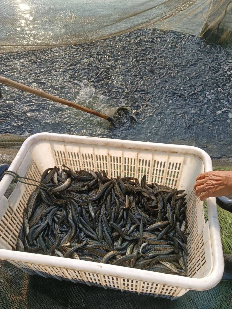 山东微山湖一斤50-100尾本地黑鱼春苗