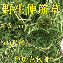 中药材伸筋草筋骨草正品新货透骨草舒筋草石松狮子多规格